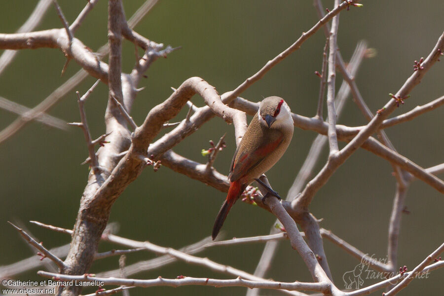 Crimson-rumped Waxbilladult