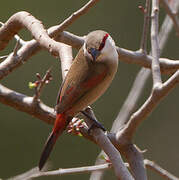 Crimson-rumped Waxbill