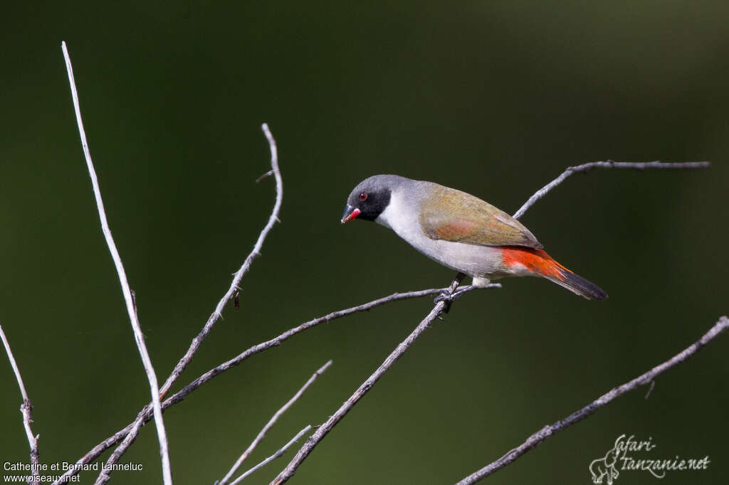 Swee Waxbill male adult, identification