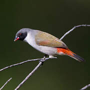 Swee Waxbill