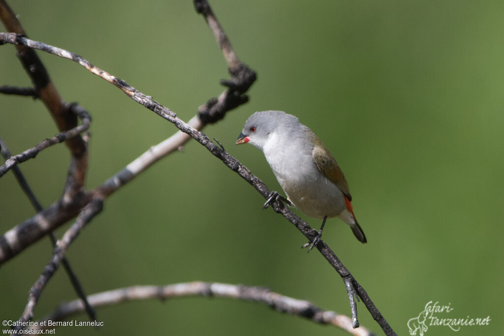 Swee Waxbill female adult, identification