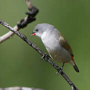 Swee Waxbill