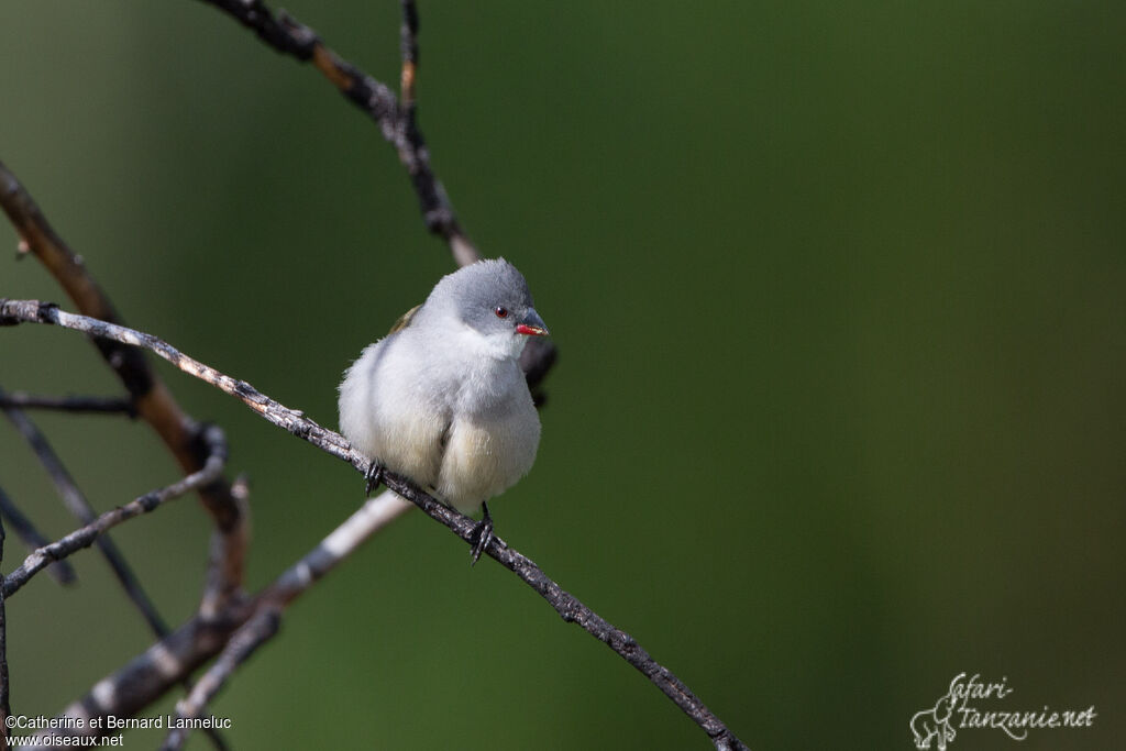 Swee Waxbill female adult