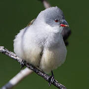 Swee Waxbill