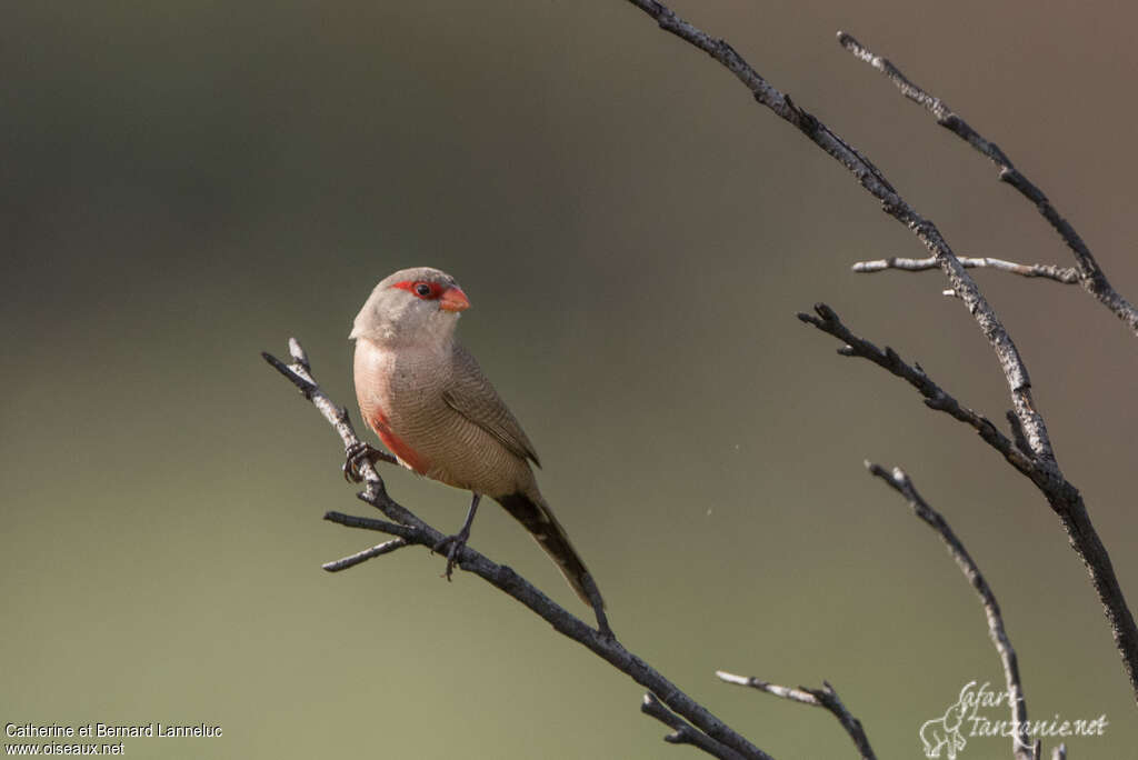 Common Waxbilladult, identification