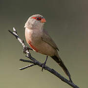 Common Waxbill