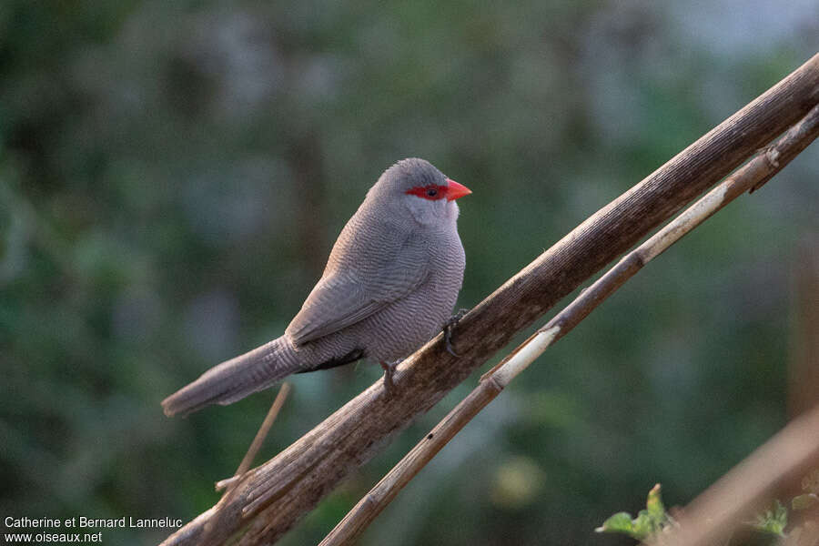 Common Waxbilladult, identification