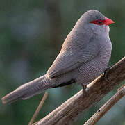 Common Waxbill