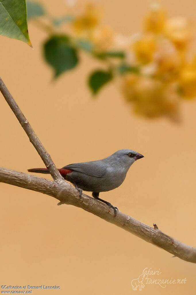 Lavender Waxbilladult