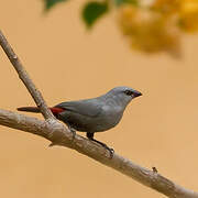 Lavender Waxbill