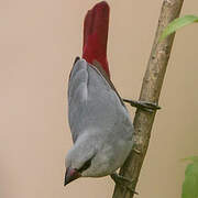 Lavender Waxbill