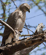 Eastern Chanting Goshawk