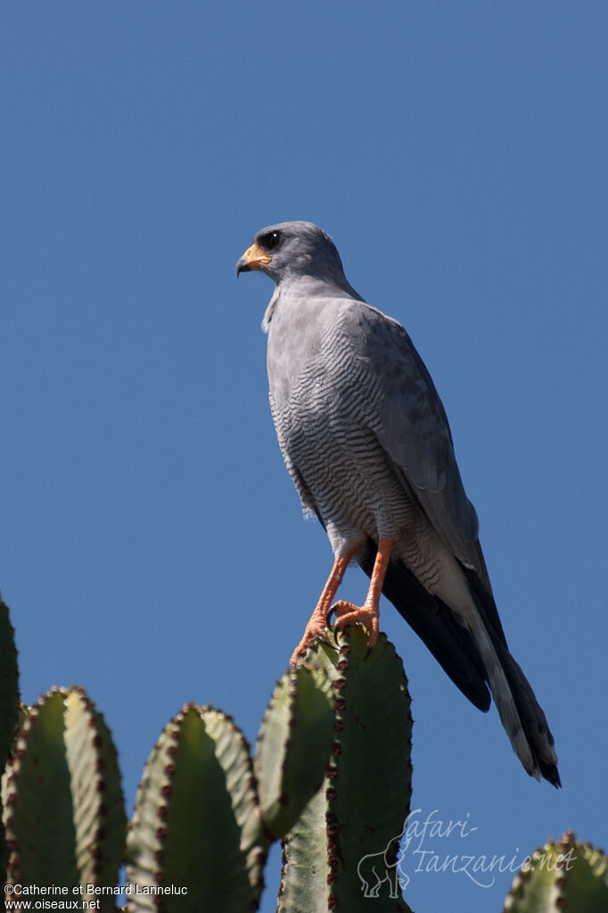 Eastern Chanting Goshawkadult, identification