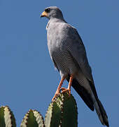 Eastern Chanting Goshawk