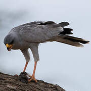 Eastern Chanting Goshawk