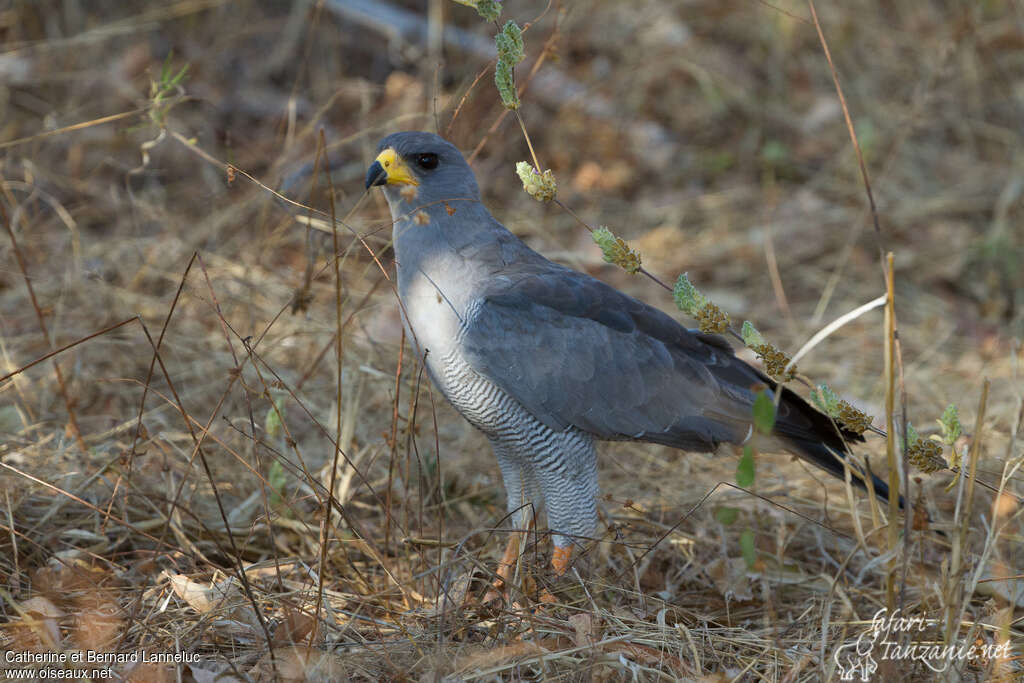 Eastern Chanting Goshawkadult, identification