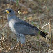 Eastern Chanting Goshawk