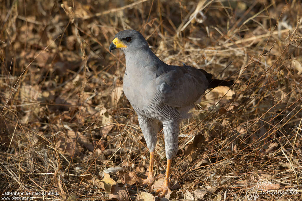 Eastern Chanting Goshawkadult, Behaviour