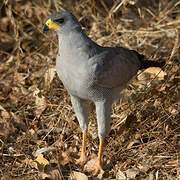 Eastern Chanting Goshawk