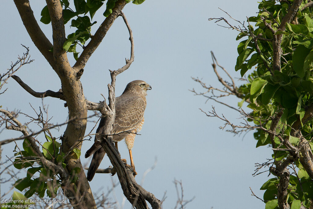 Pale Chanting Goshawkimmature, identification