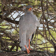 Pale Chanting Goshawk