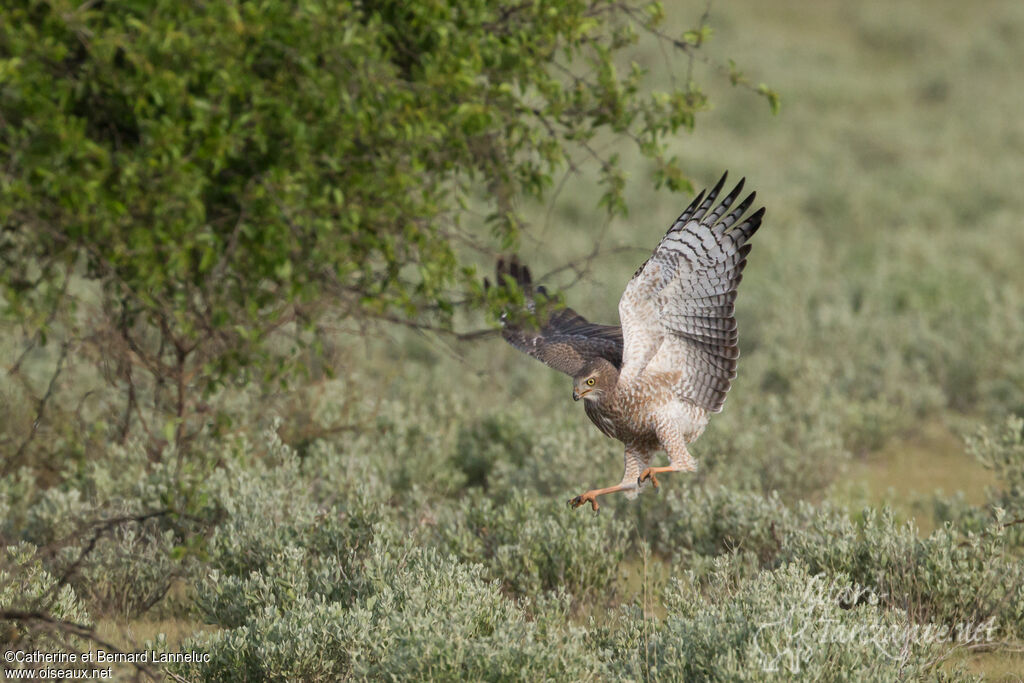 Pale Chanting Goshawkimmature, habitat, fishing/hunting, Behaviour