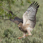 Pale Chanting Goshawk