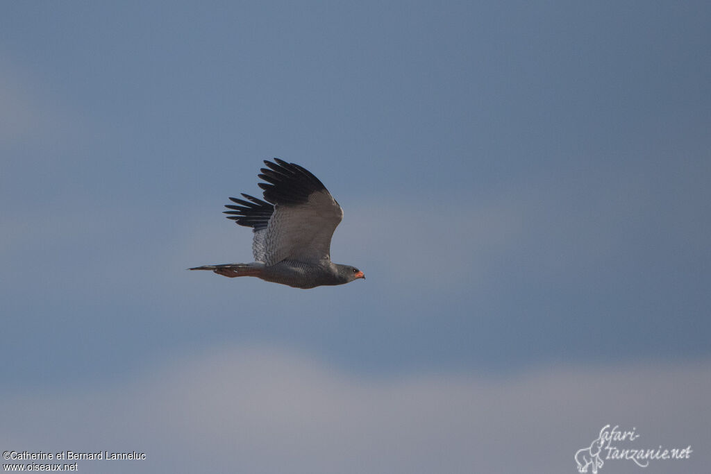 Pale Chanting Goshawkadult, Flight