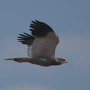 Pale Chanting Goshawk