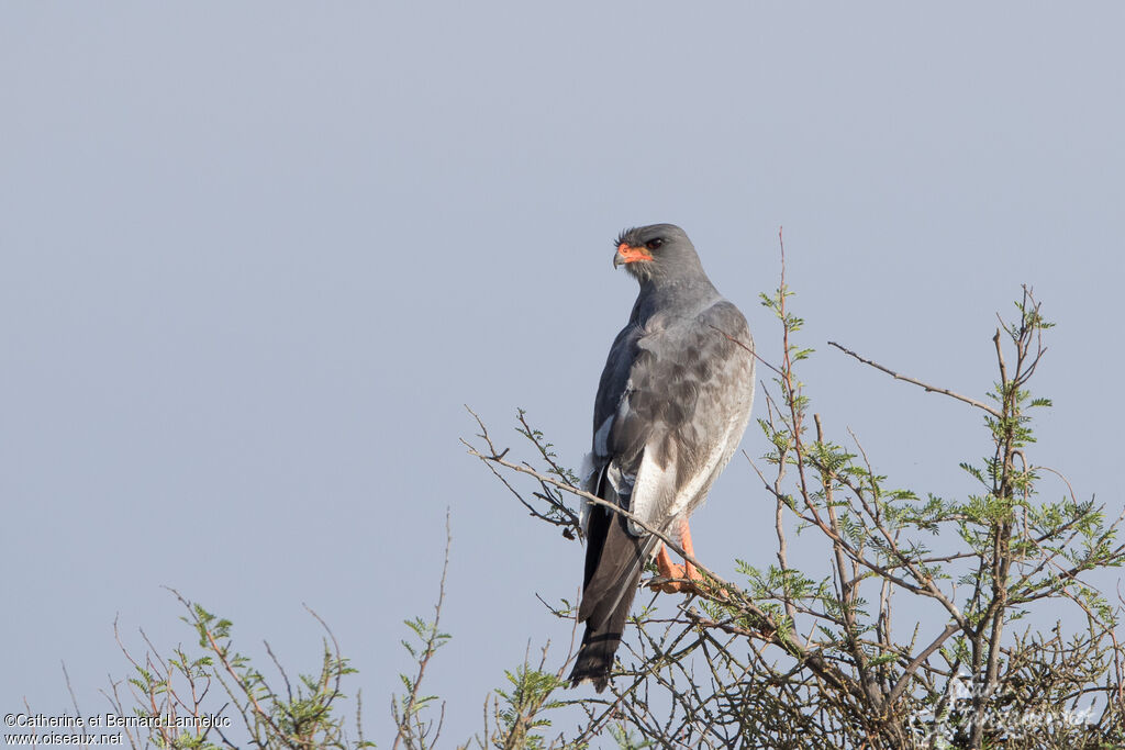 Pale Chanting Goshawkadult, identification