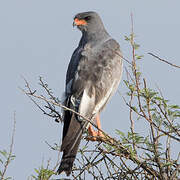 Pale Chanting Goshawk