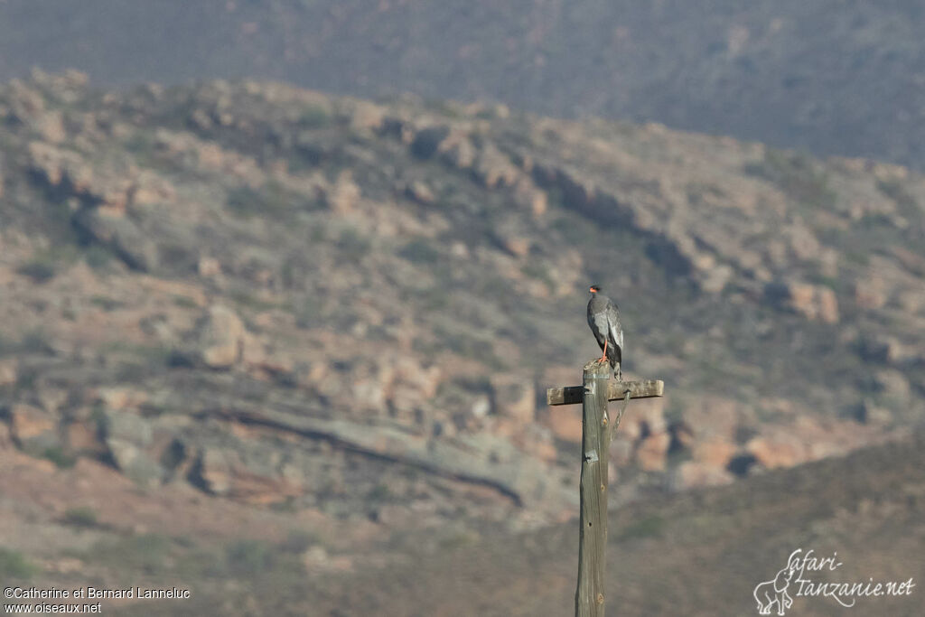 Pale Chanting Goshawk