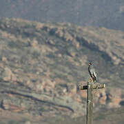 Pale Chanting Goshawk