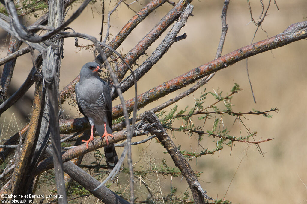 Autour gabaradulte, identification