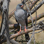 Gabar Goshawk