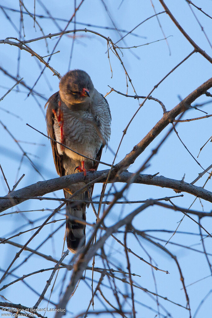 Gabar Goshawkimmature, Behaviour