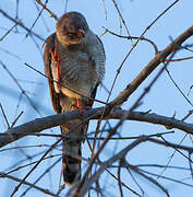 Gabar Goshawk