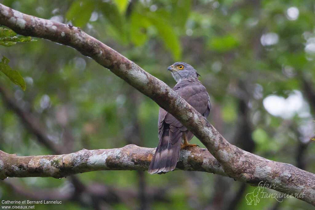 Crested Goshawkadult, habitat, aspect, pigmentation