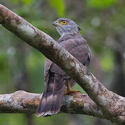 Crested Goshawk