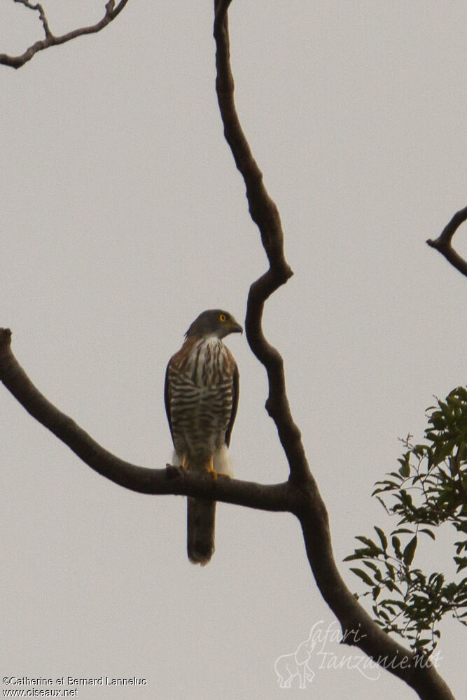 Crested Goshawkadult