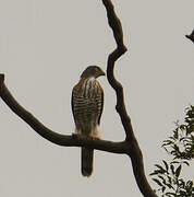 Crested Goshawk