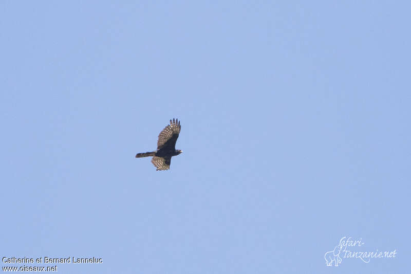 Black Sparrowhawkadult, identification, Flight