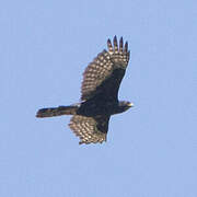 Black Sparrowhawk