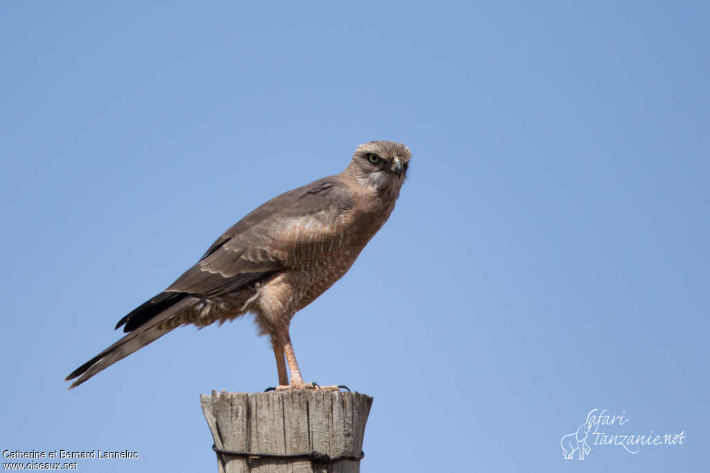 Dark Chanting Goshawkimmature, identification