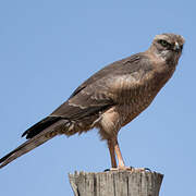 Dark Chanting Goshawk