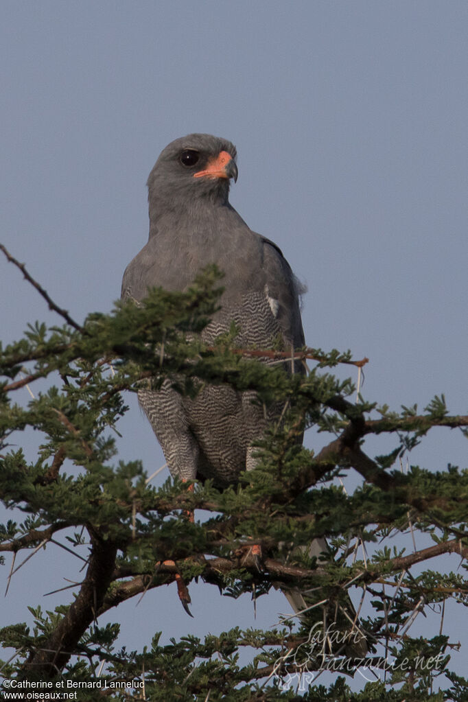 Dark Chanting Goshawkadult