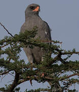 Dark Chanting Goshawk