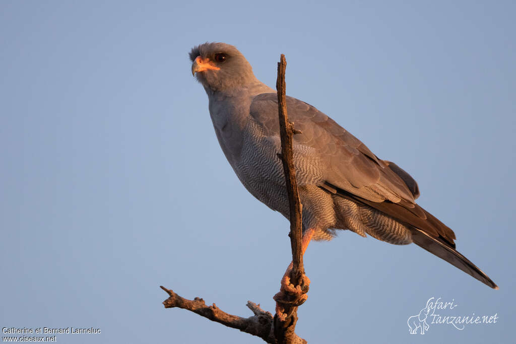 Dark Chanting Goshawkadult, identification