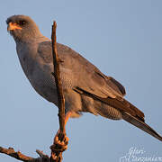 Dark Chanting Goshawk