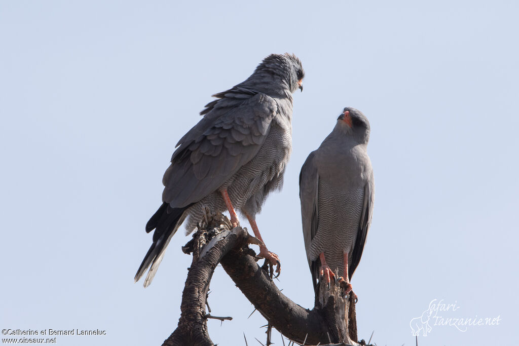 Dark Chanting Goshawkadult, Behaviour